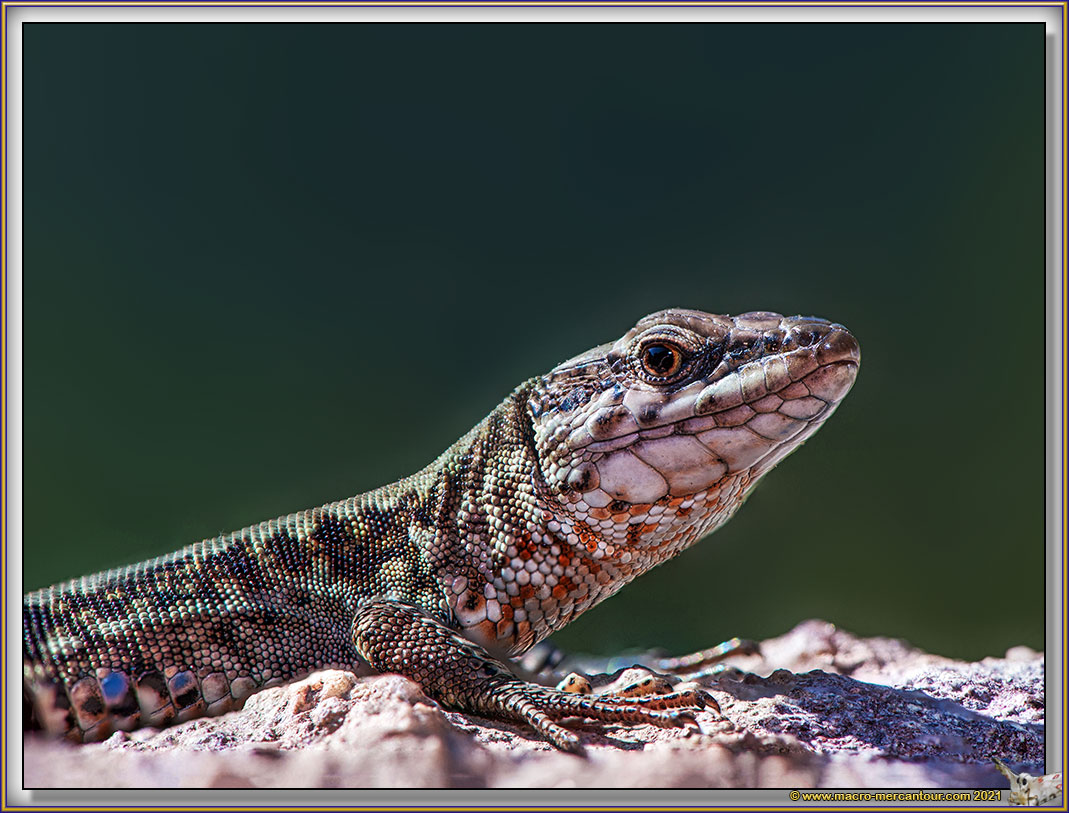 Lézard